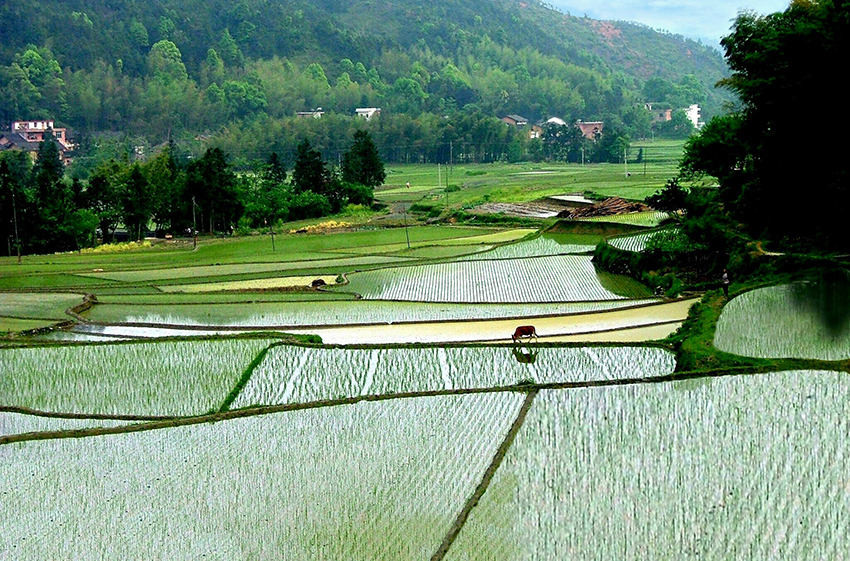 观音山有机水稻基地.jpg