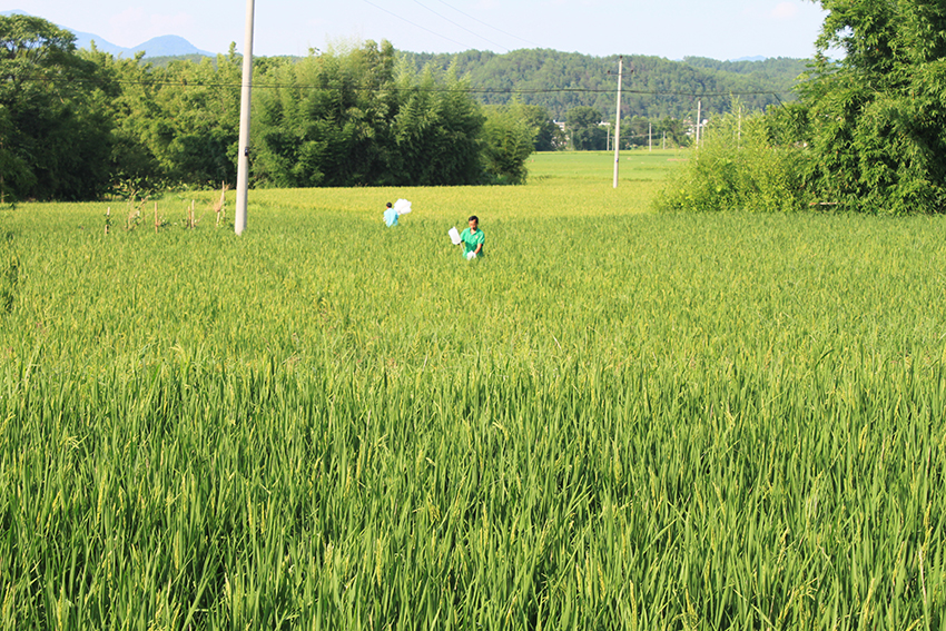 禾田村有机基地安装生物灭虫灯2