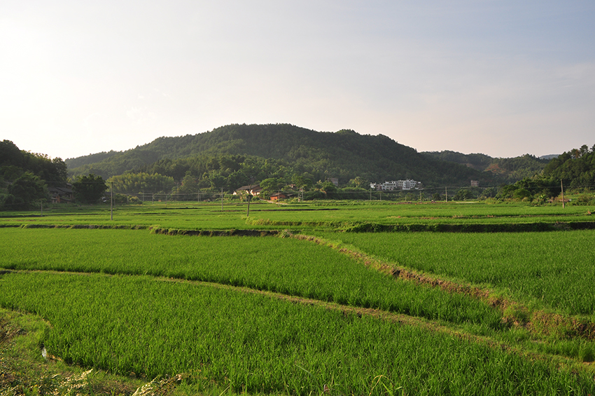 有机基地一景.jpg